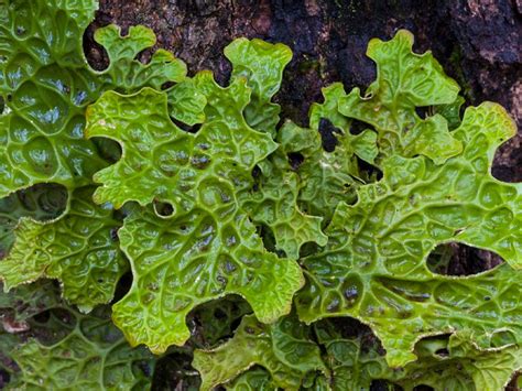 lungfara|Lungmoss Potential Benefits, Side Effects, Uses, and。